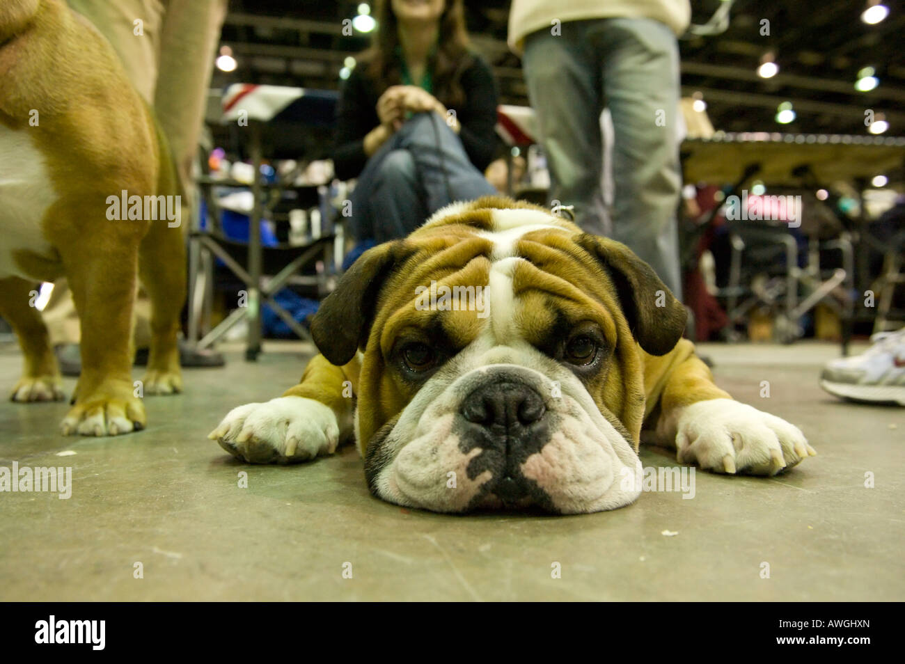 Olde English Bulldog del 2008 a Detroit Kennel Club Dog Show di Detroit Michigan STATI UNITI D'AMERICA. Foto Stock