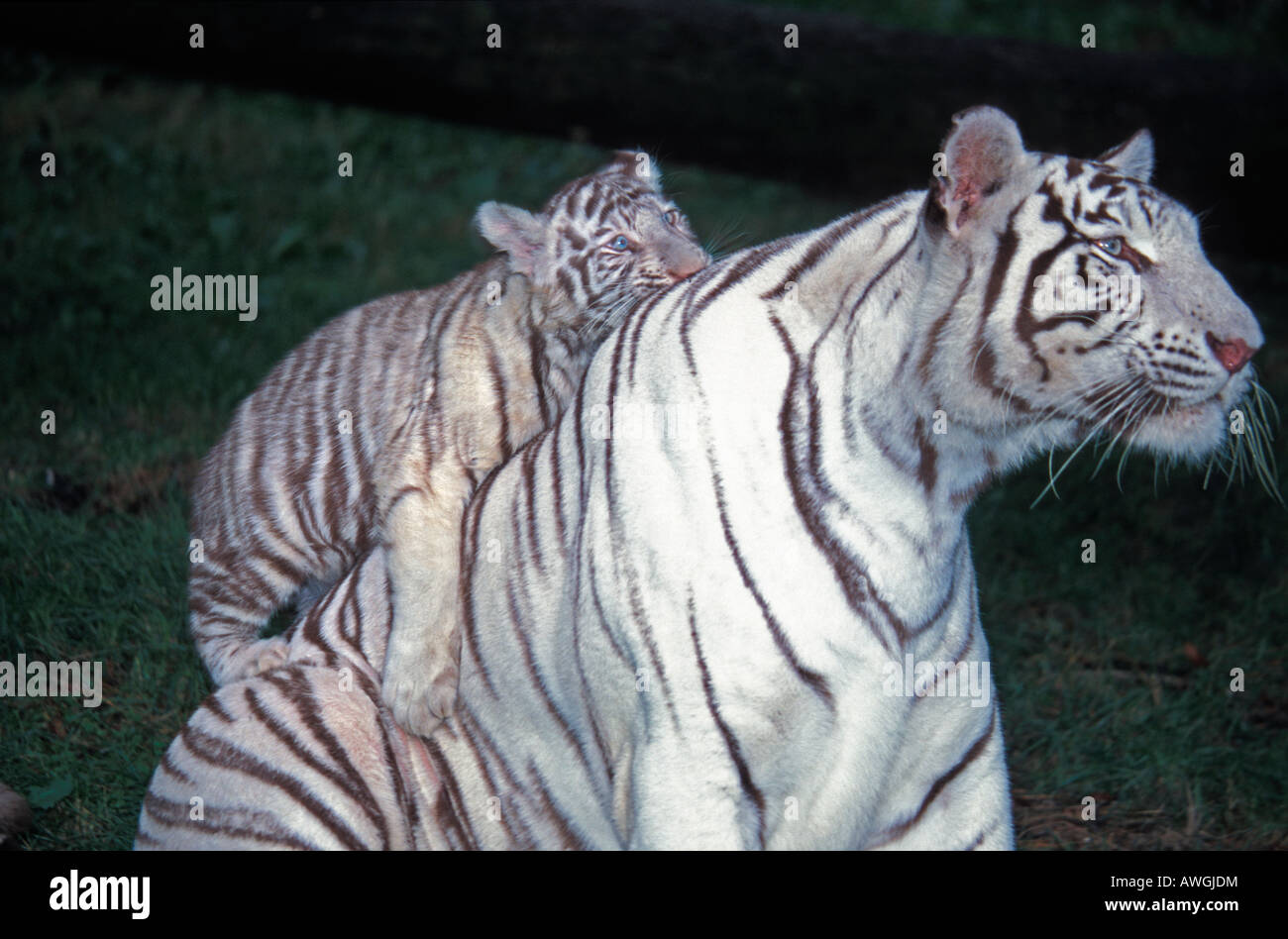 Tigre blanc Weisser Tiger tigre bianca del Bengala Panthera tigris tigris tigre con i cuccioli albinismo Albino albinotic animali Asia Asi Foto Stock