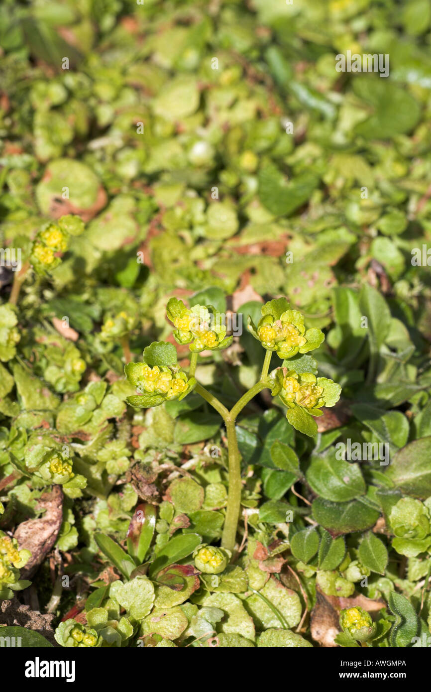 Di fronte lasciava golden sassifraga Chrysosplenium oppositifolium Mull of Kintyre Scozia Scotland Foto Stock