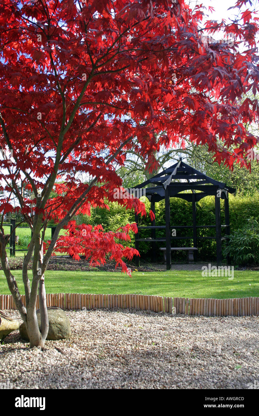 Giapponese acero in giardino Giapponese, Tannaghmore giardini, Craigavon, nella contea di Armagh, Irlanda del Nord Foto Stock