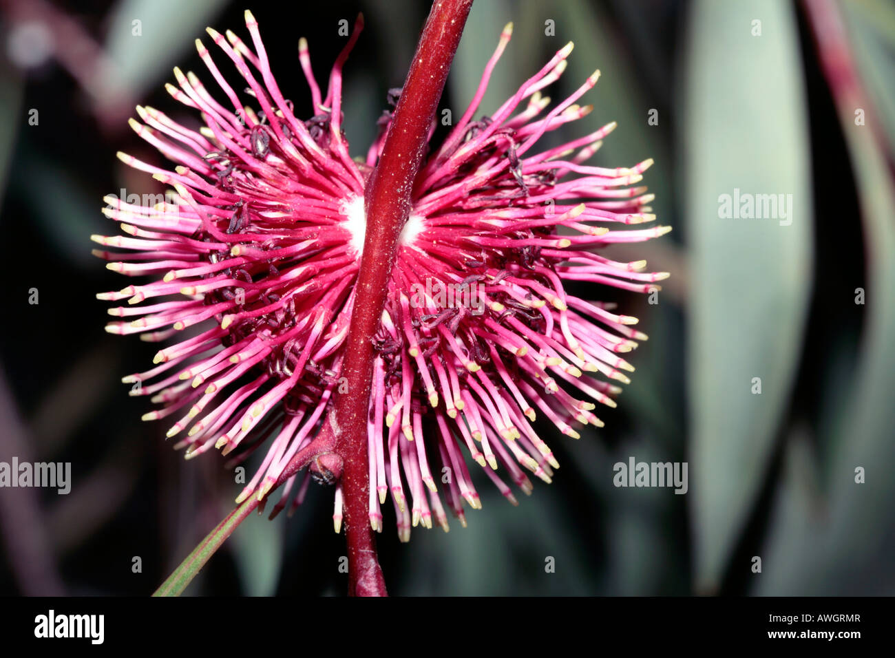 Close-up di puntaspilli Hakea/ Uem Bush/ Kodjet- Hakea laurina- Famiglia Proteaceae Foto Stock