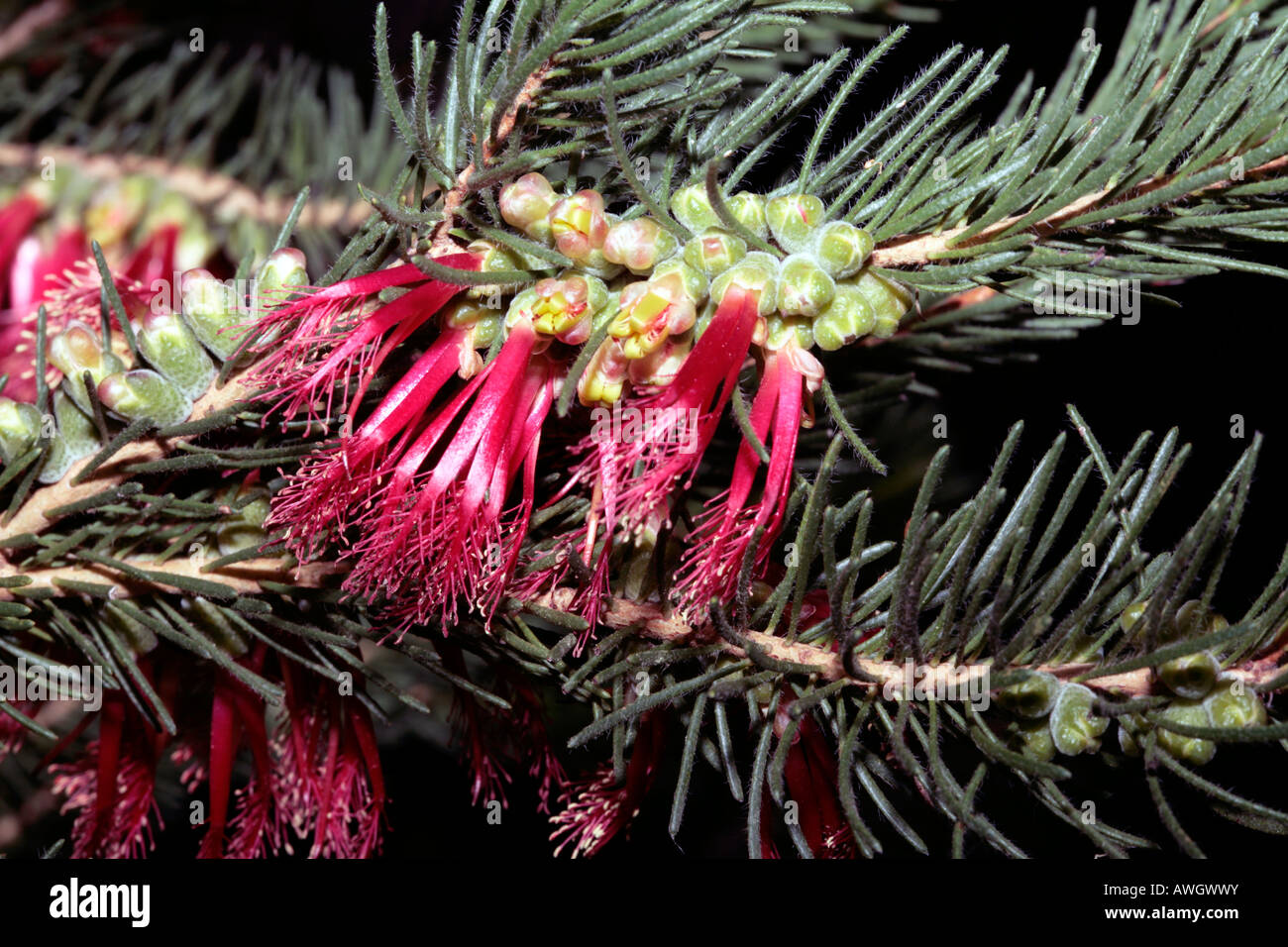 Netbush comune/ Net Bush - Calothamnus quadrifidus-famiglia Myrtaceae Foto Stock