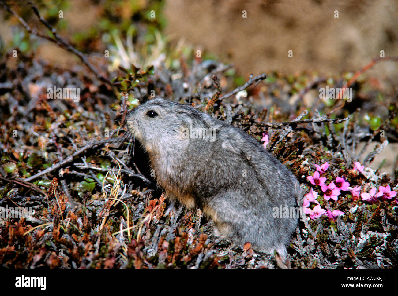 Collare Halsbandlemming Lemming Dicrostonyx groenlandicus seduti tra fiori Alaska animali Arktis Artico Groenlandia Groenl Foto Stock