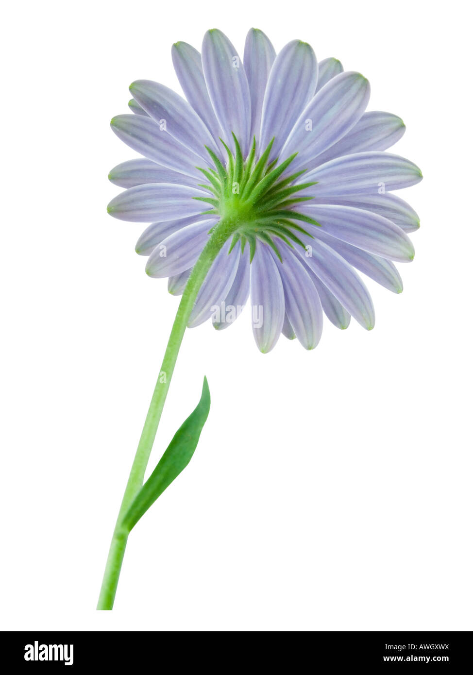 Alta foto chiave di calendula Foto Stock
