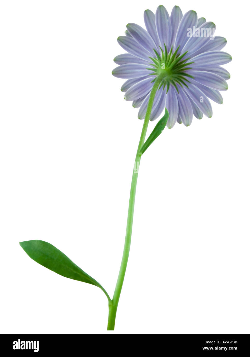 Alta foto chiave di calendula Foto Stock