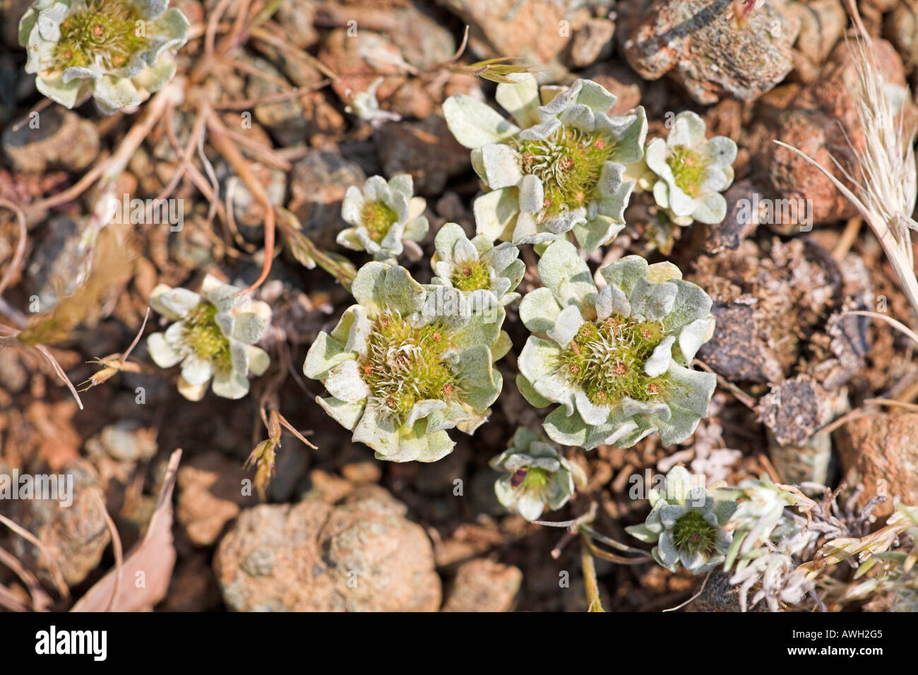 Evax Evax pygmaea cresce su terreni sassosi cappuccio habitat Grosso Corsica Francia Foto Stock