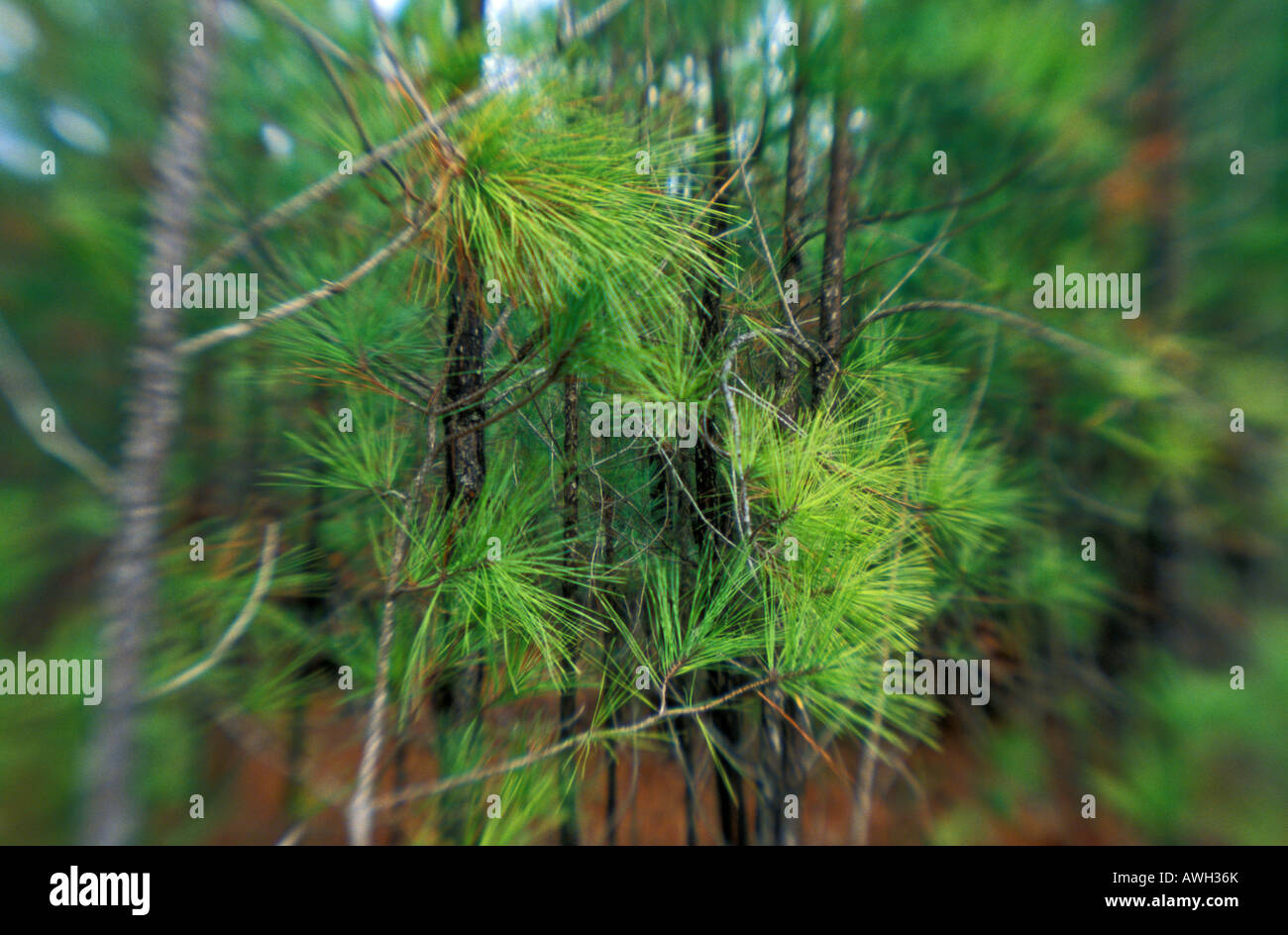 Verde bosco di pini Foto Stock