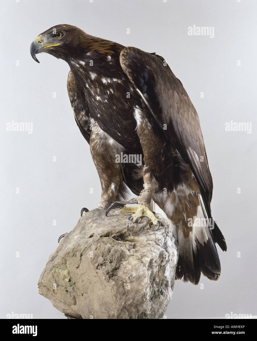 Golden Eagle seduto sulla roccia. Foto Stock
