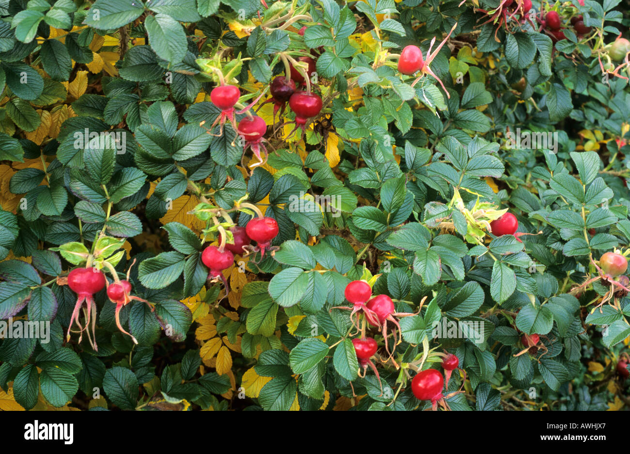 Rosa "Fru Dagmar Hastrup', rugosa rose, autunno bacche e frutti, HIPS, pianta di giardino di rose hips Foto Stock