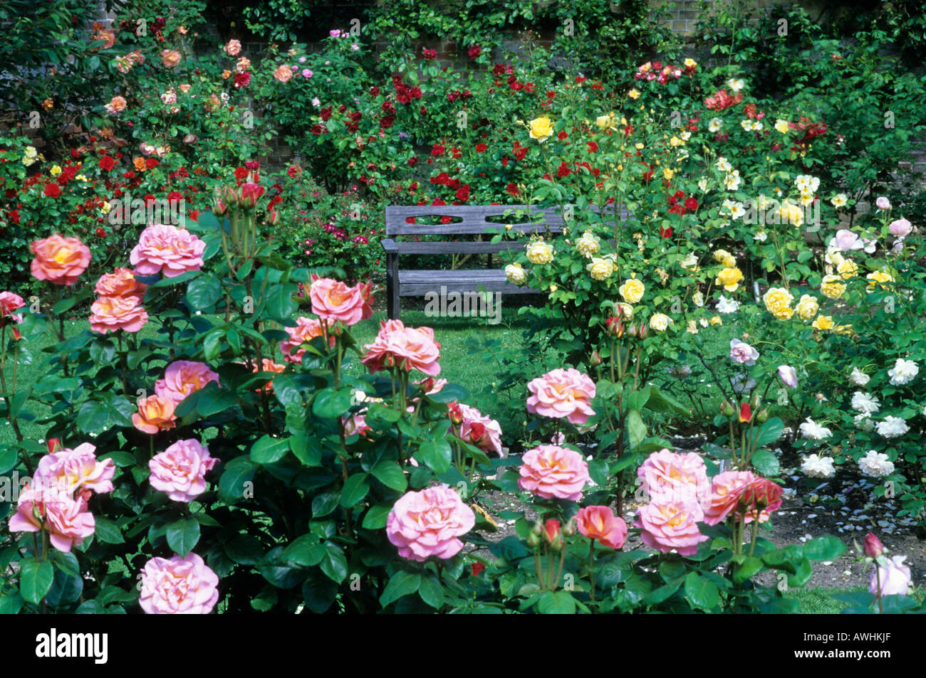 Giardino di Rose banco Mannington salotto Hall giardino Norfolk Foto Stock