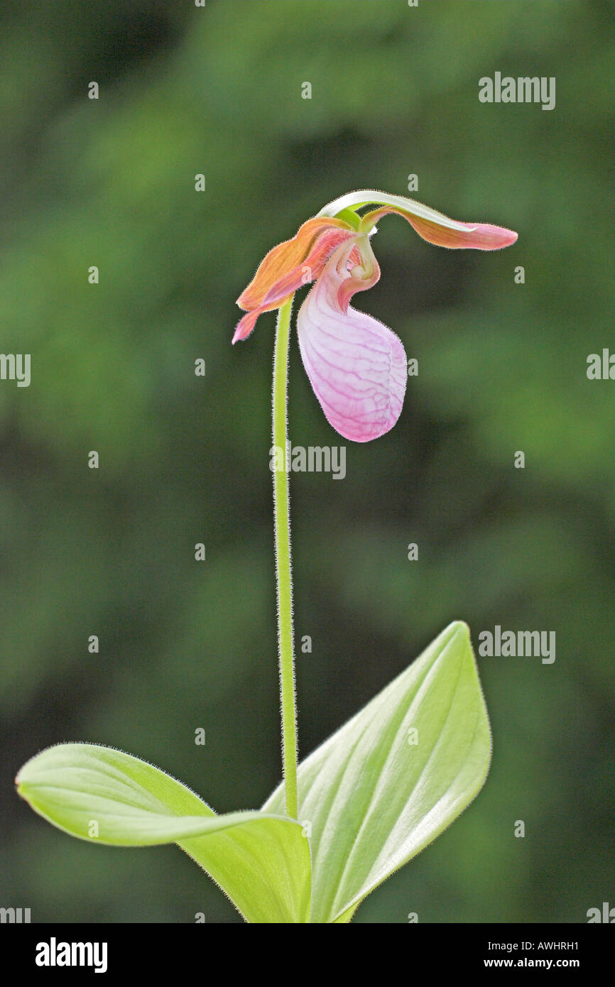 Mocassino flower Cypripedium acuale crescente nella coltivazione Ringwood Hampshire Inghilterra Foto Stock