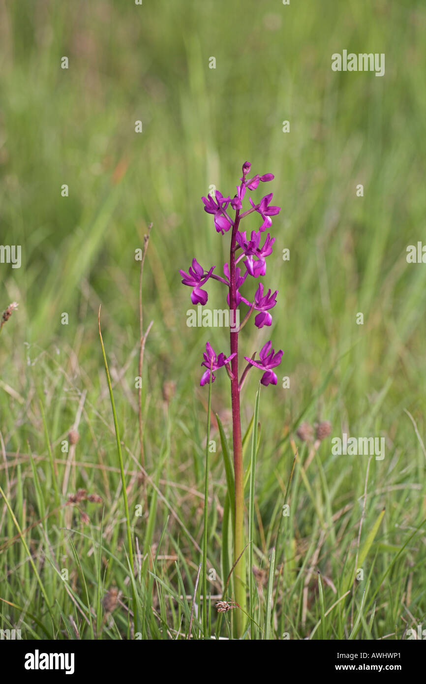 Loose-fiorito orchid Orchis laxiflora in prato umido Regione Centro Francia Foto Stock