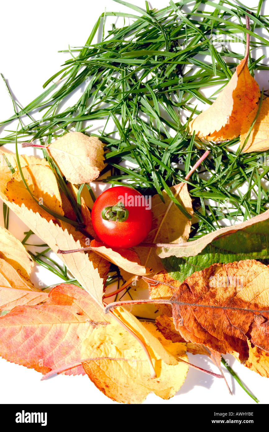 Piastra concettuale con colore Verde foglie di erba e foglie di pomodori rossi pronto da mangiare Foto Stock