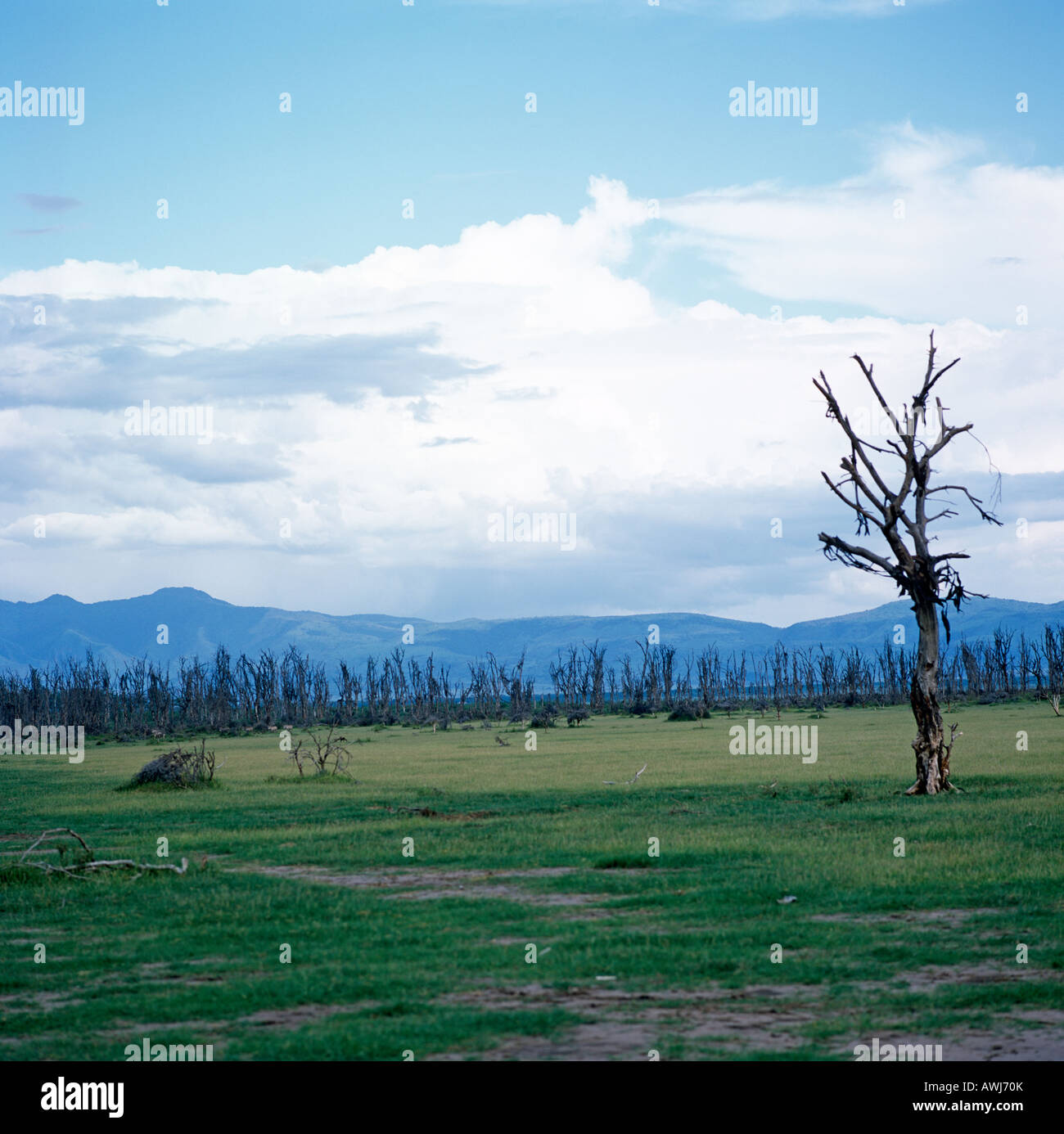 Gli alberi morti su Safari Ngorongoro Crator Tanzania Africa orientale Foto Stock