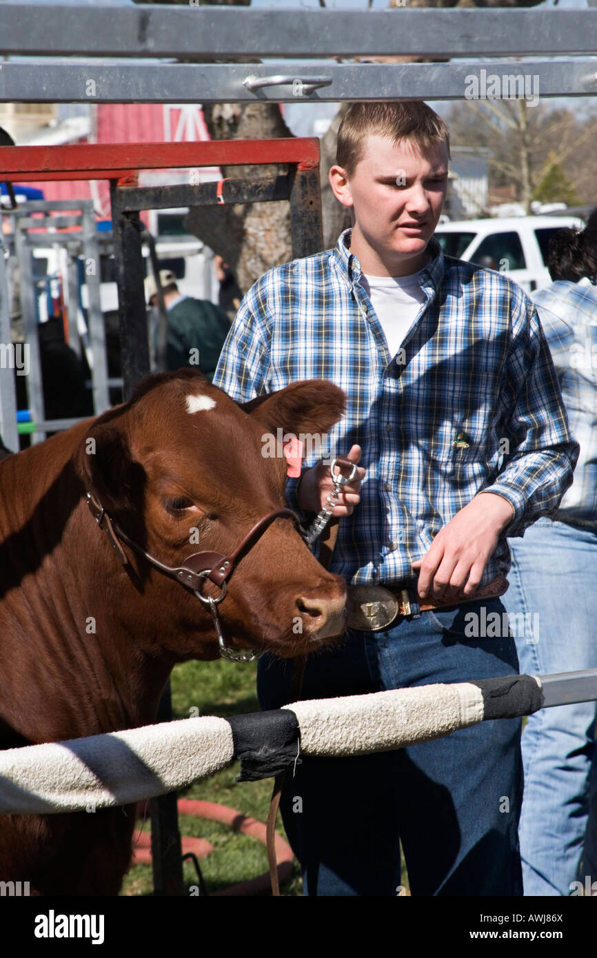 Teen preparando per mostrare steer. Foto Stock