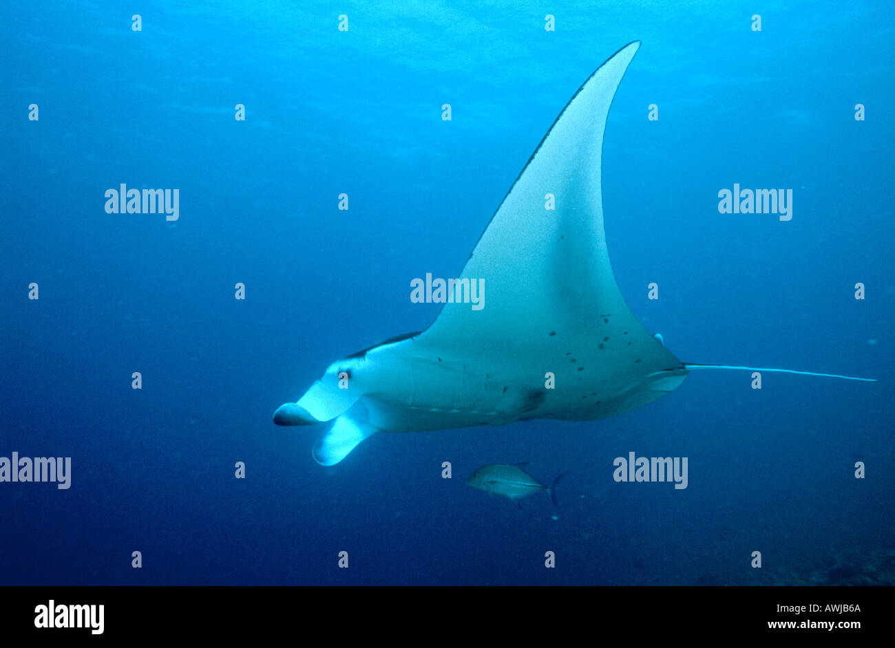 Manta Ray (Manta birostris) nuoto subacqueo, Maldive Foto Stock