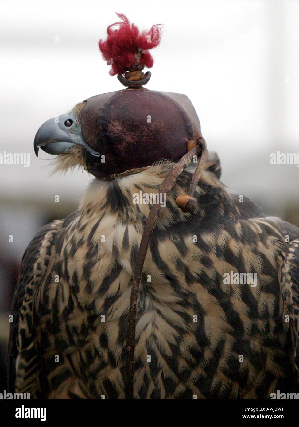 Un aquila di indossare dispositivi di protezione della testa Foto Stock