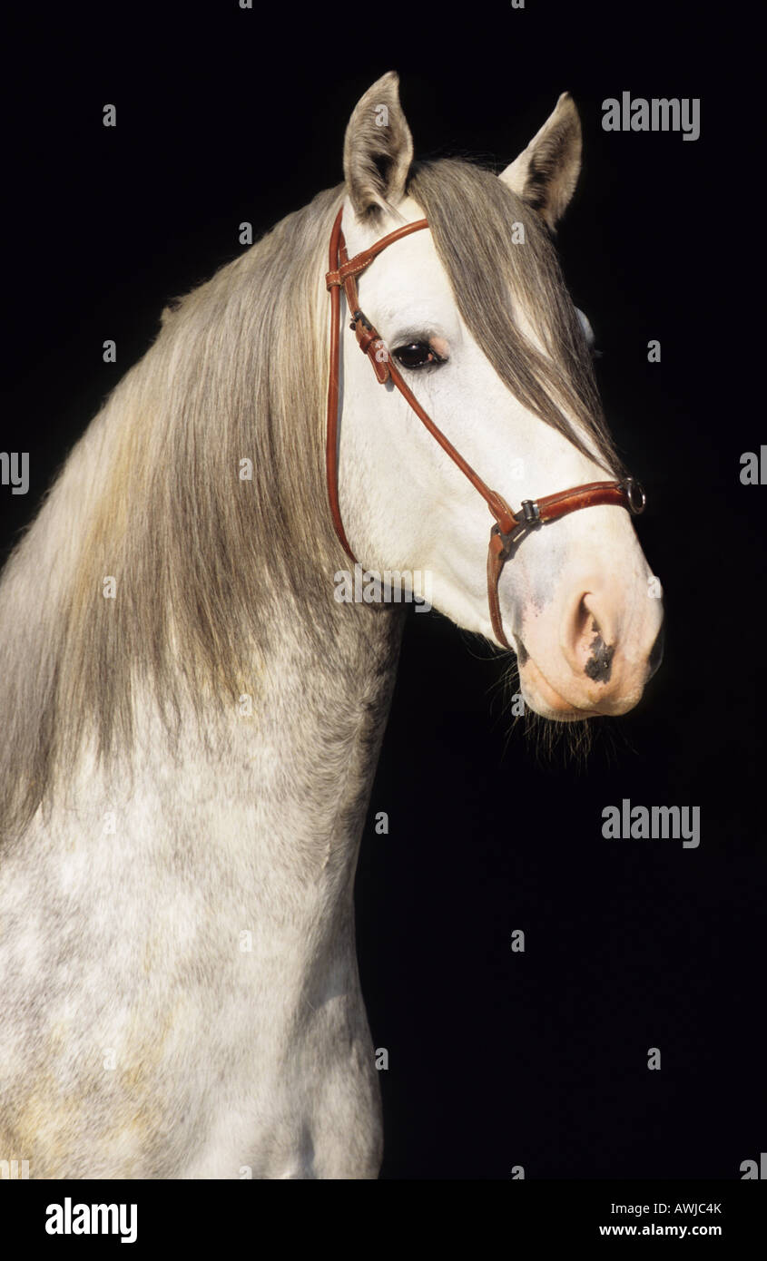 Cavallo andaluso (Equus caballus), ritratto di stallone con harnass contro uno sfondo scuro Foto Stock