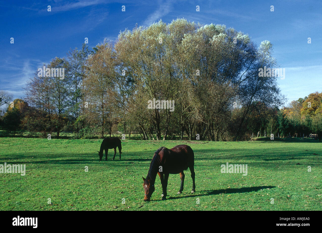 Due cavalli di erba di pascolo in campo Foto Stock