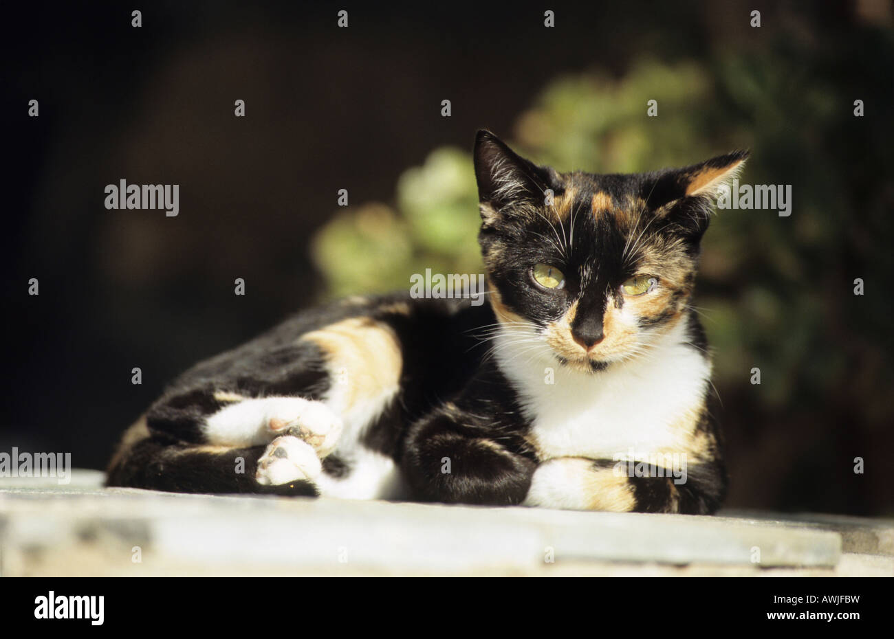 Il gatto domestico (felis catus, Felis silvestris), razza: European Shorthair, sdraiati al sole Foto Stock