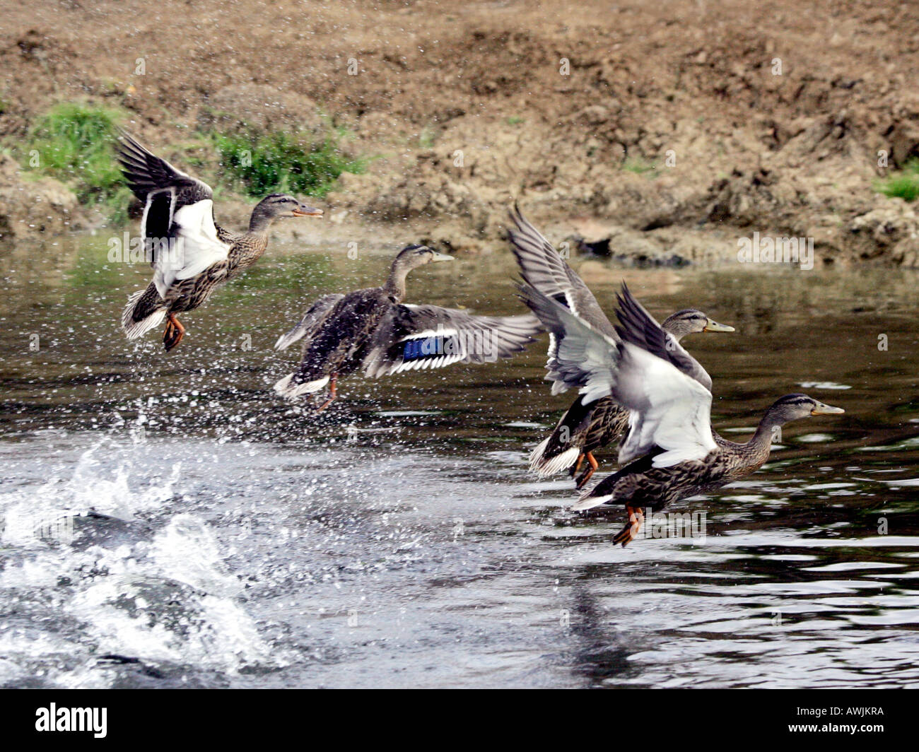 Molti germani reali battenti fuori da un fiume. Foto Stock