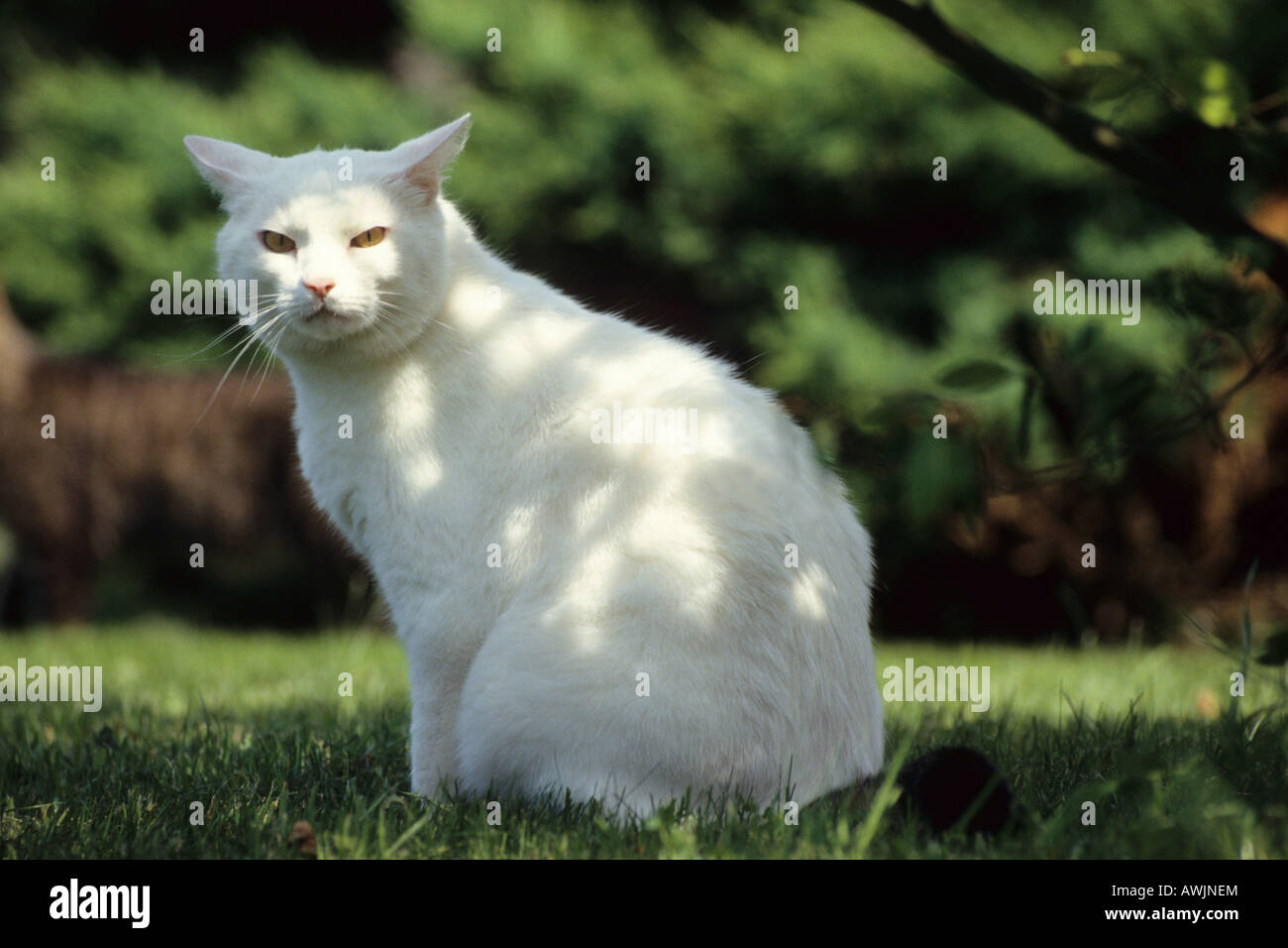 Il gatto domestico (felis catus, Felis silvestris), razza: European Shorthair, seduti su un prato Foto Stock