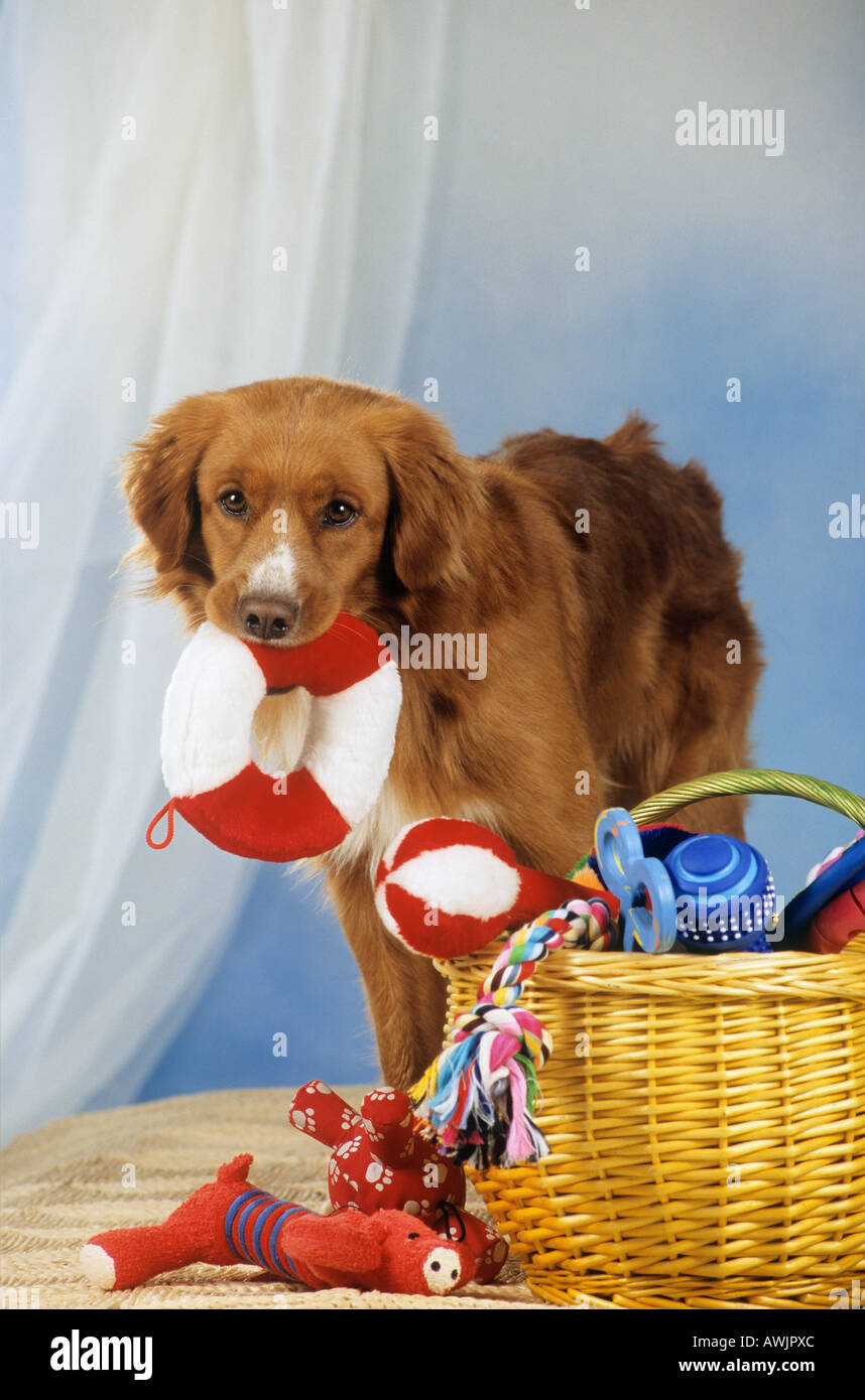 Nova Scotia Duck Tolling Retriever - con toy Foto Stock