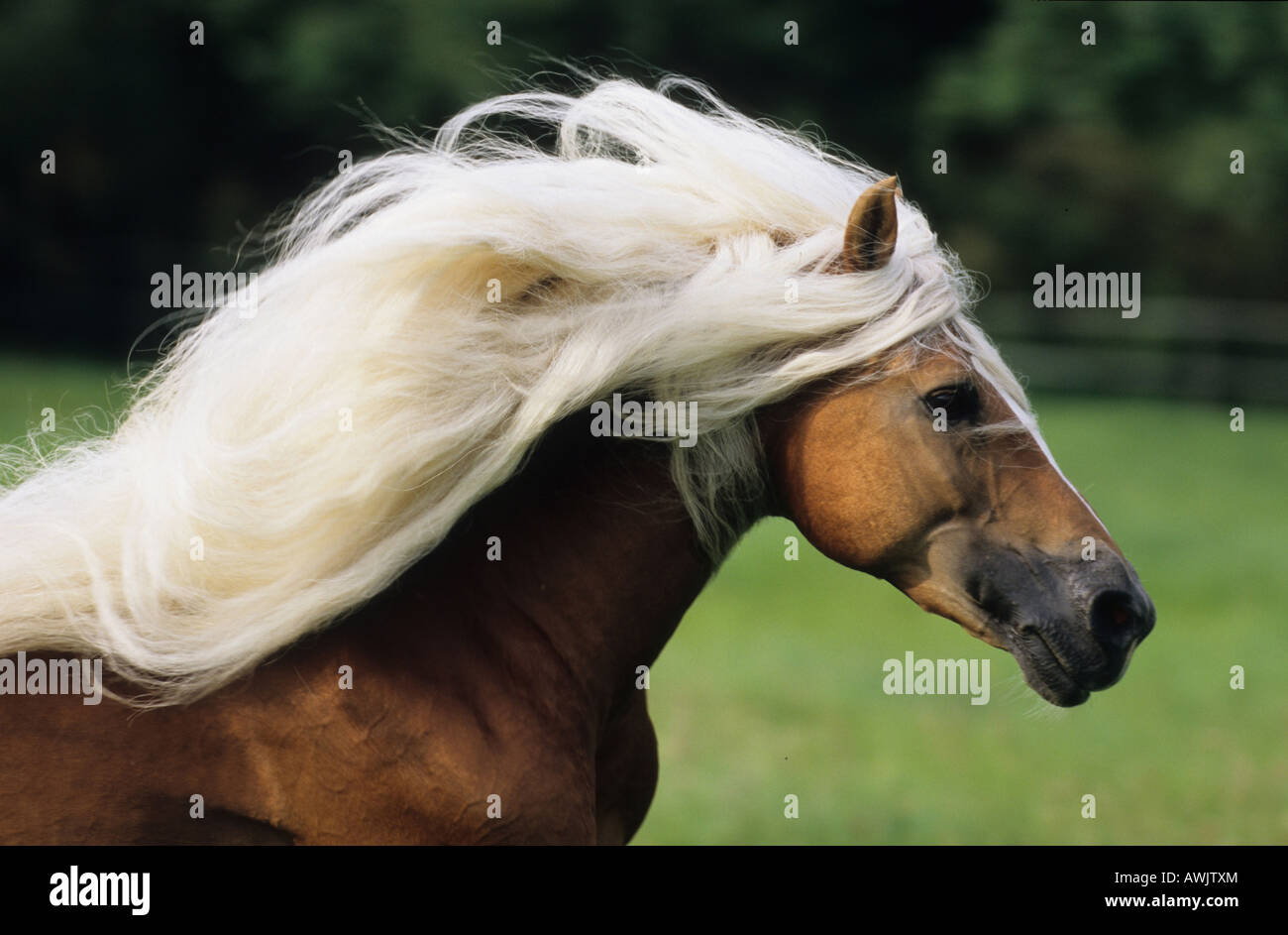 Cavalli di Razza Haflinger (Equus caballus), ritratto di stallone in galoppo con la criniera fluente Foto Stock