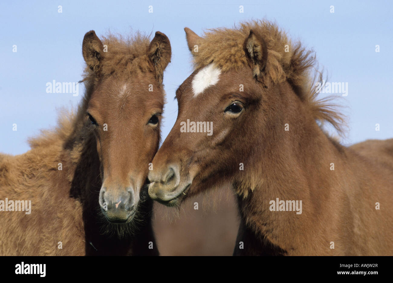 Cavallo islandese (Equus caballus), due puledri sniffing in corrispondenza di ciascun altro Foto Stock
