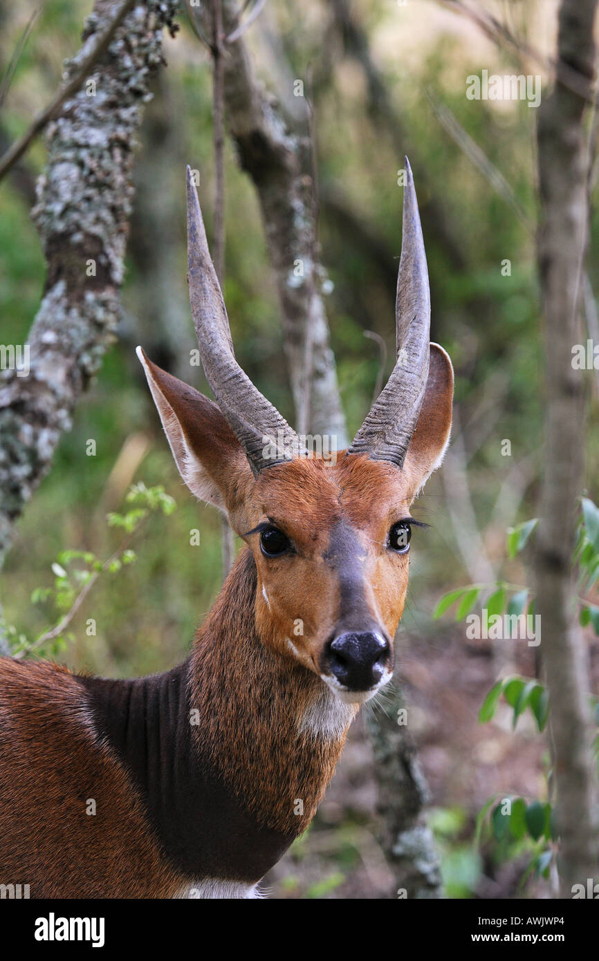 Bushbuck - Ritratto / Tragelaphus scriptus Foto Stock