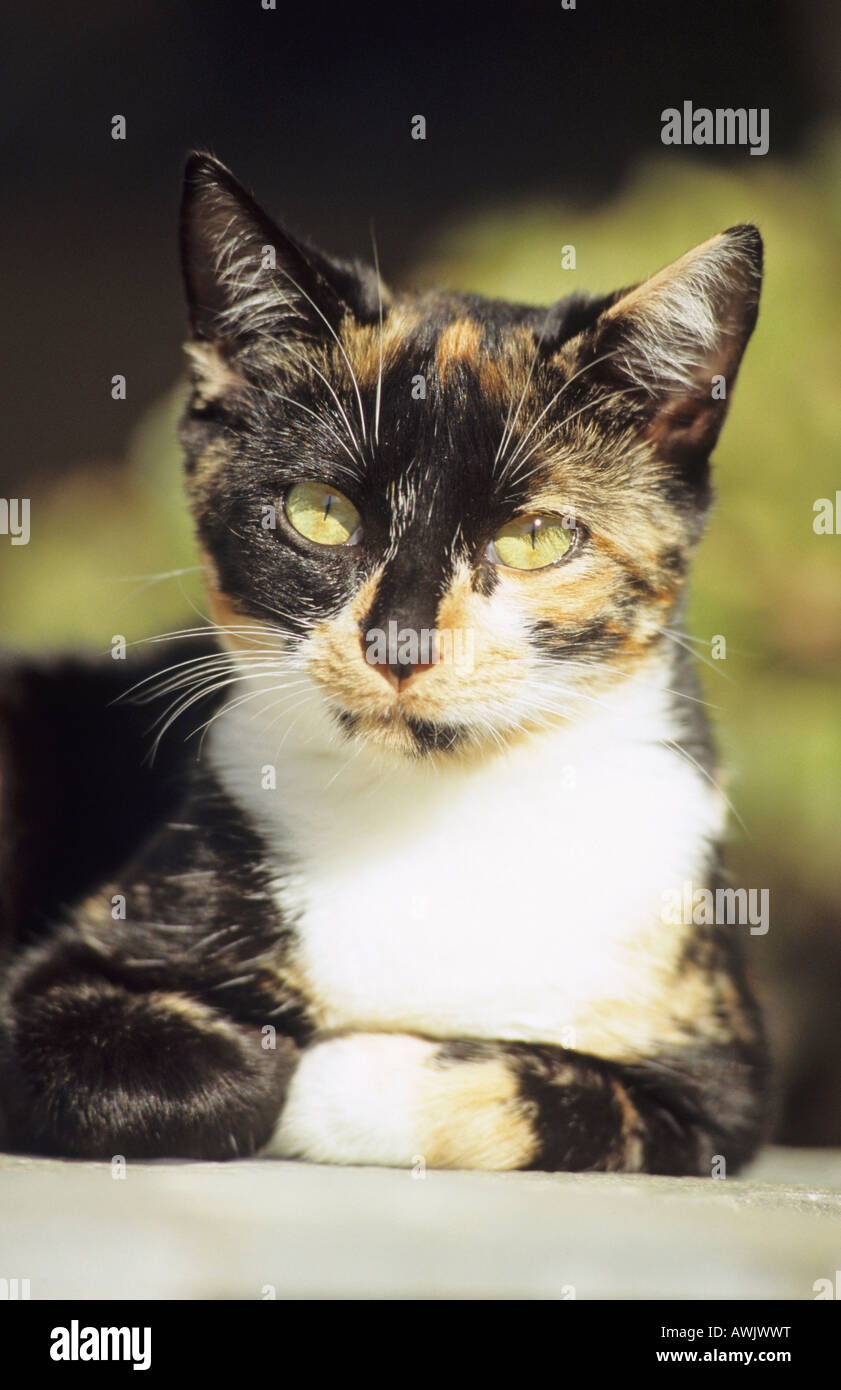 Il gatto domestico (felis catus; Felis silvestris), razza: European Shorthair, ritratto Foto Stock