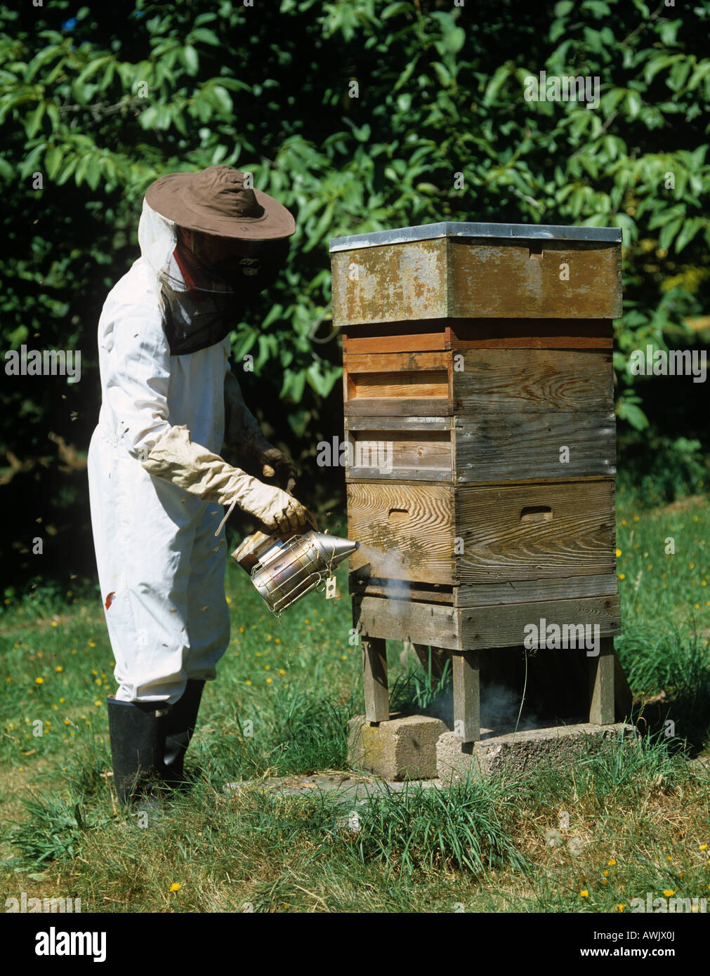 Apicoltore di fumare in ingresso a Honey Bee hive di calmare le api Foto Stock