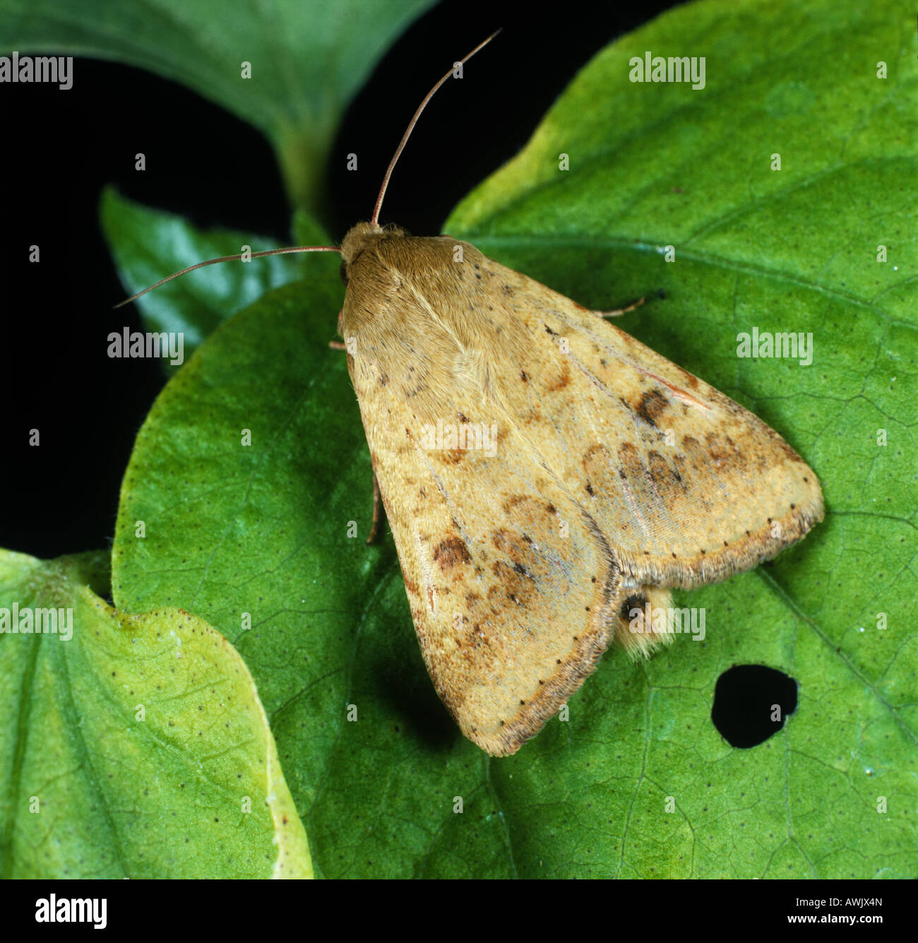 La tignola del cotone africano o del vecchio mondo, bollworm Helibcoverpa armigera, su una foglia di cotone. Foto Stock