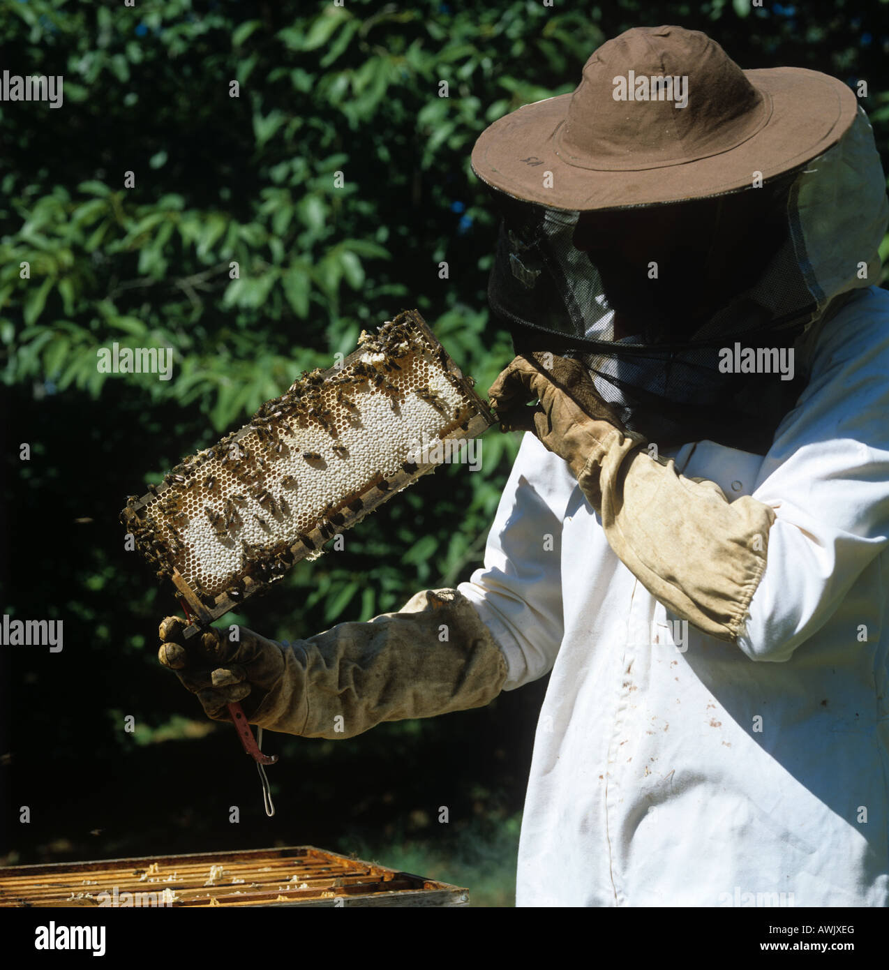 Apicoltore esaminando shallow super frame di miele incappucciata da un alveare nazionale Foto Stock