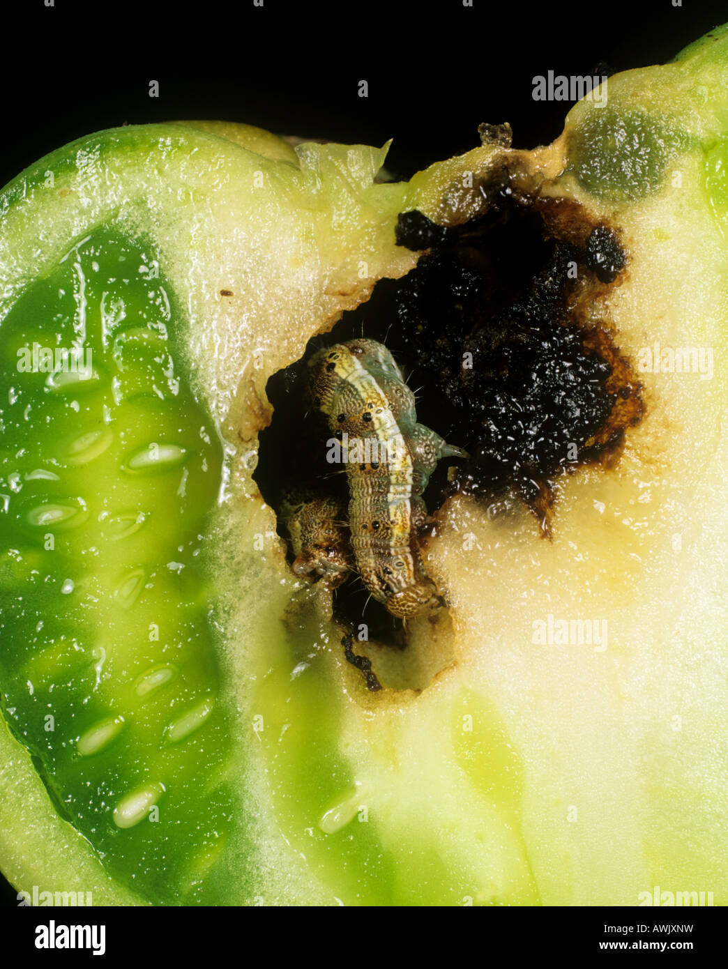 Il pomodoro fruitworm Helicoverpa armigera in danneggiato i frutti di pomodoro in Portogallo Foto Stock