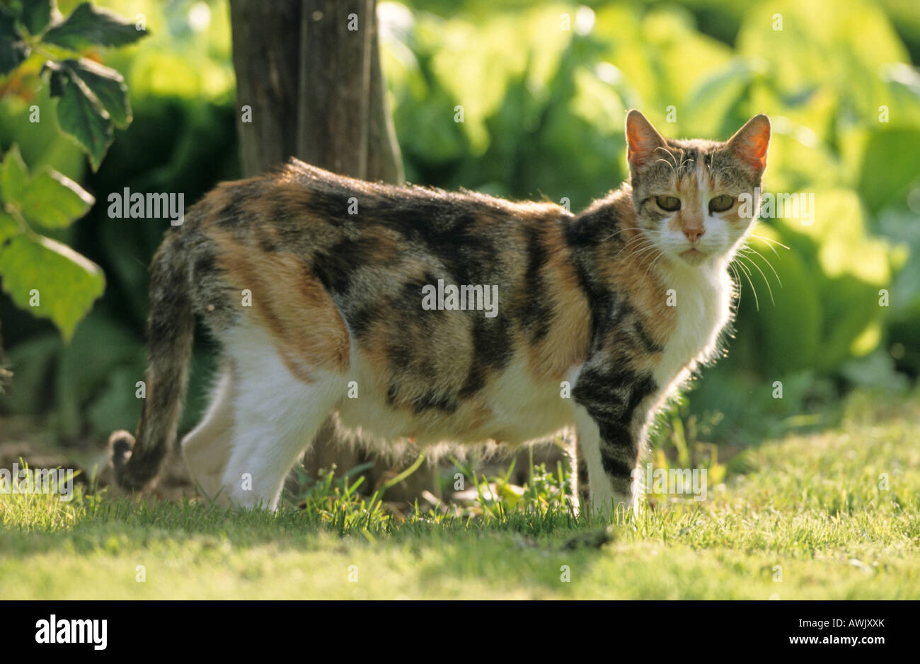 Il gatto domestico (felis catus, Felis silvestris), razza: European Shorthair, in piedi sotto un albero Foto Stock