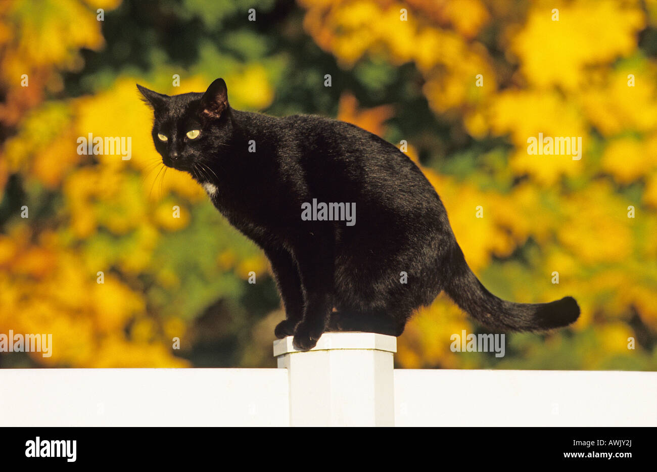 Nero gatto domestico (felis catus, Felis silvestris), razza: European Shorthair, seduto su un palo da recinzione Foto Stock