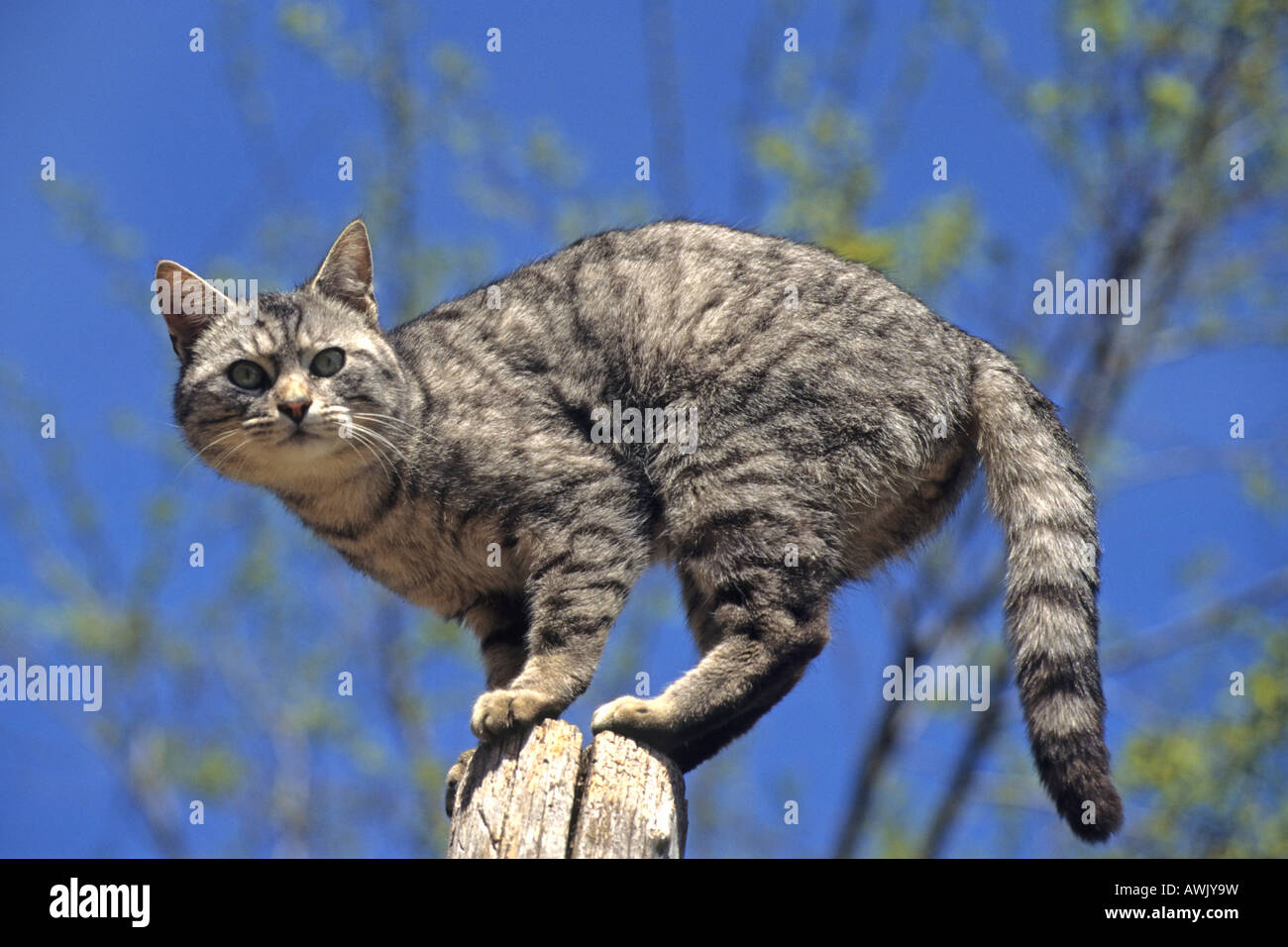 Il gatto domestico (felis catus, Felis silvestris), razza: European Shorthair, in piedi su un palo da recinzione Foto Stock