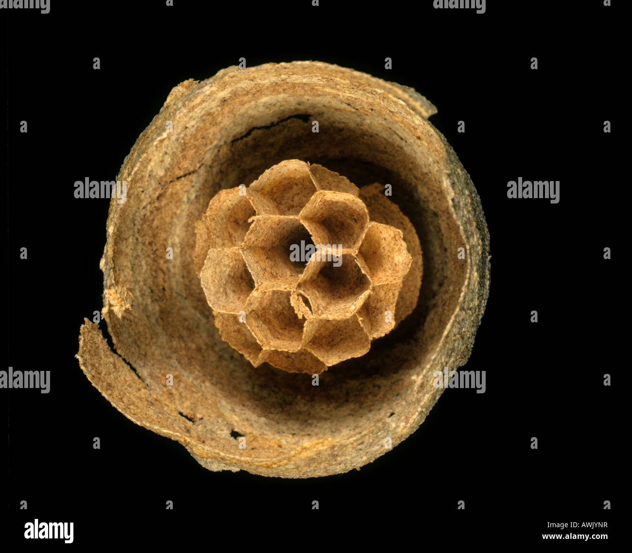 Piccolo aprire prima stagione successiva di una vespa Vespula vulgaris con poche cellule a pettine costruito da una regina Foto Stock