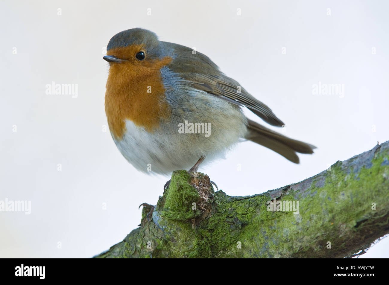 Unione Robin (Erithacus rubecula) adulto arroccato su un lichene coperto il ramo Titchwell Norfolk East Anglia UK Marzo Foto Stock