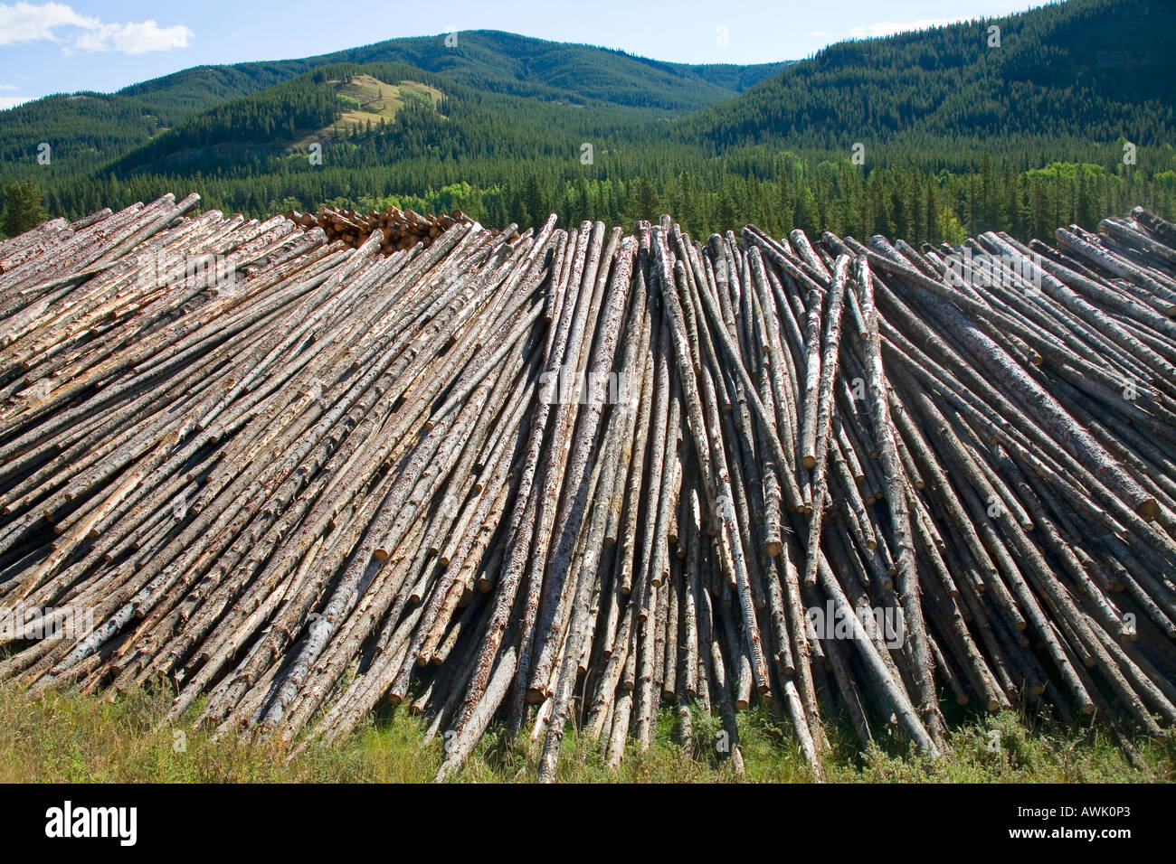 Montagne di alberi abbattuti risultato di registrazione nella valle di Livingstone Montagne Rocciose Alberta Canada Foto Stock