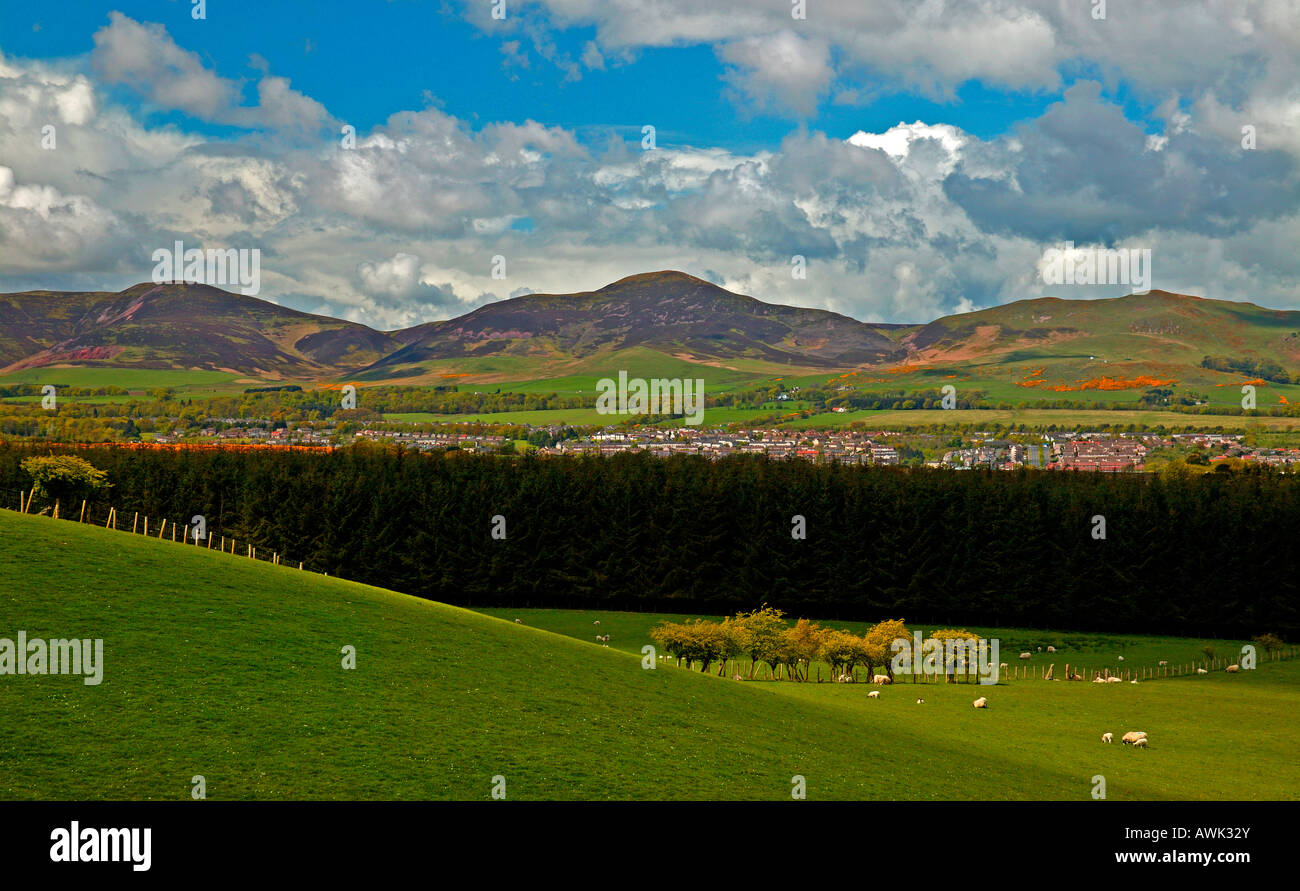 Campo con ovini e Pentland Hills in background, Midlothian, Scotland, Regno Unito, Europa Foto Stock