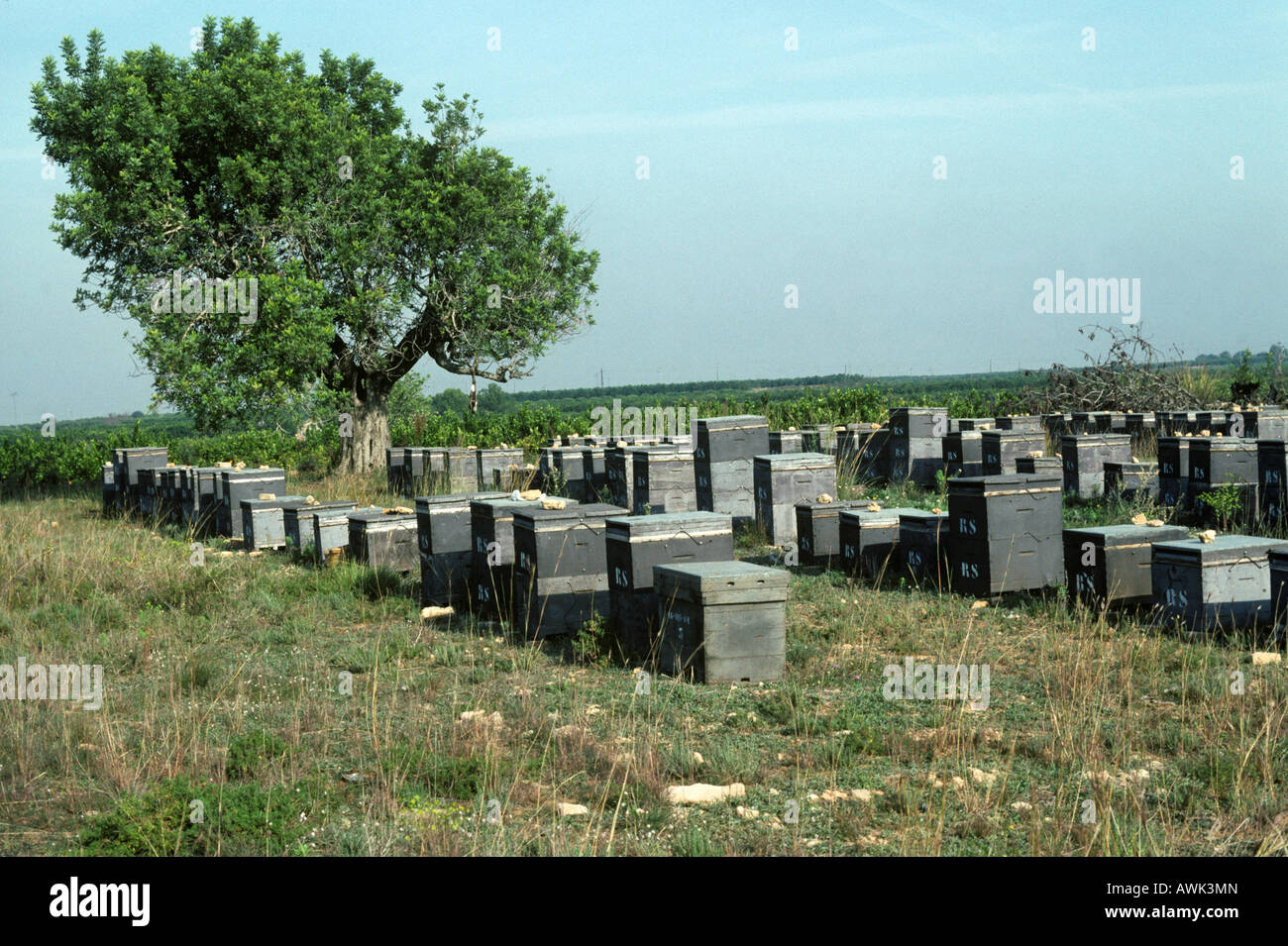 Diversi alveari collocati vicino alla coltivazione degli agrumi in aree vicine a Valencia Spagna Foto Stock