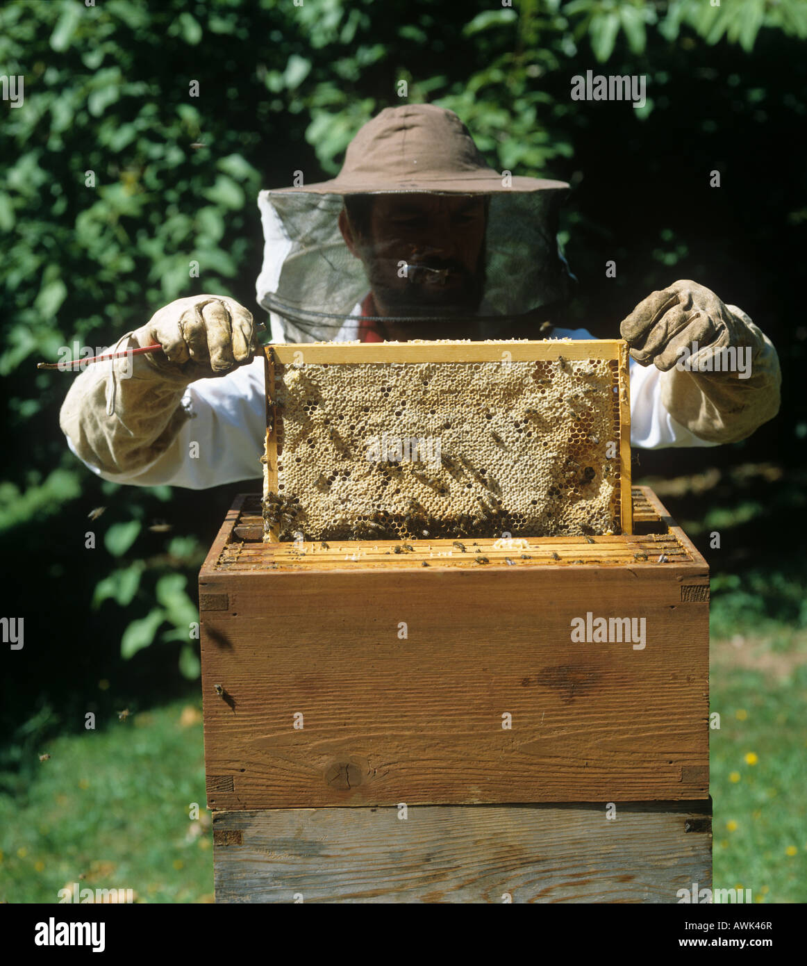 Apicoltura la rimozione di un pettine di miele da un alveare nazionale Foto Stock