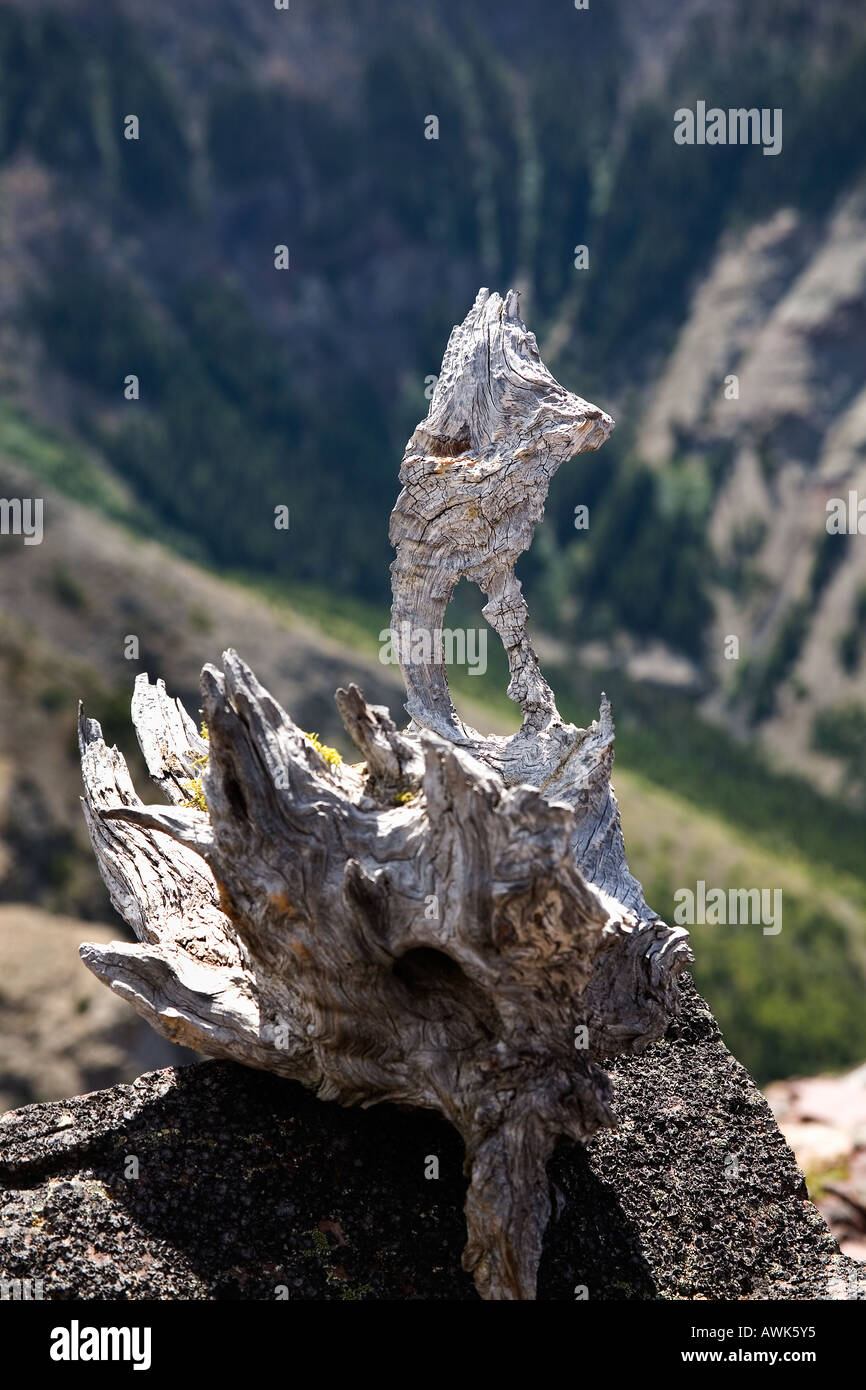 Scheletro di alberi morti sembrare strane creature sulla Table Mountain Alberta Canada Foto Stock