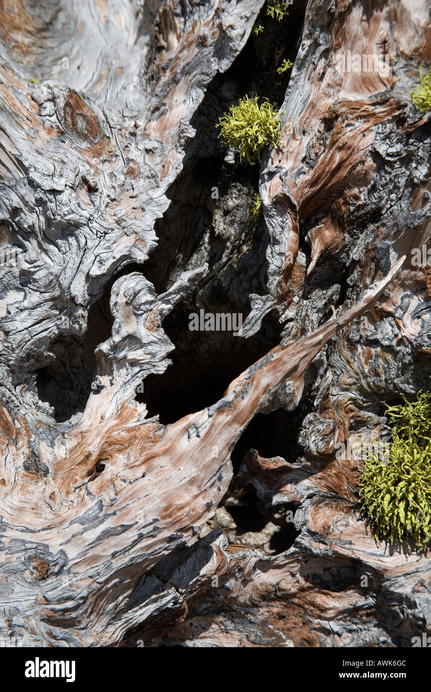 Scheletro di alberi morti simile a un po' di vecchio uomo in un cappello, una strana creatura sulla Table Mountain Alberta Canada Foto Stock