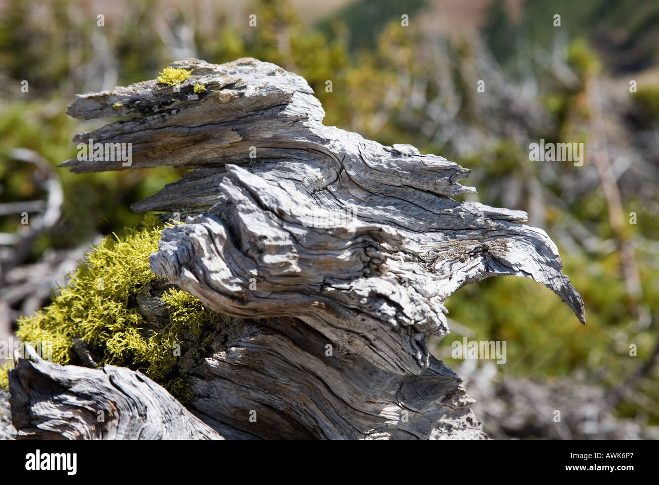 Scheletro di alberi morti sembrare strane creature sulla Table Mountain Alberta Canada Foto Stock