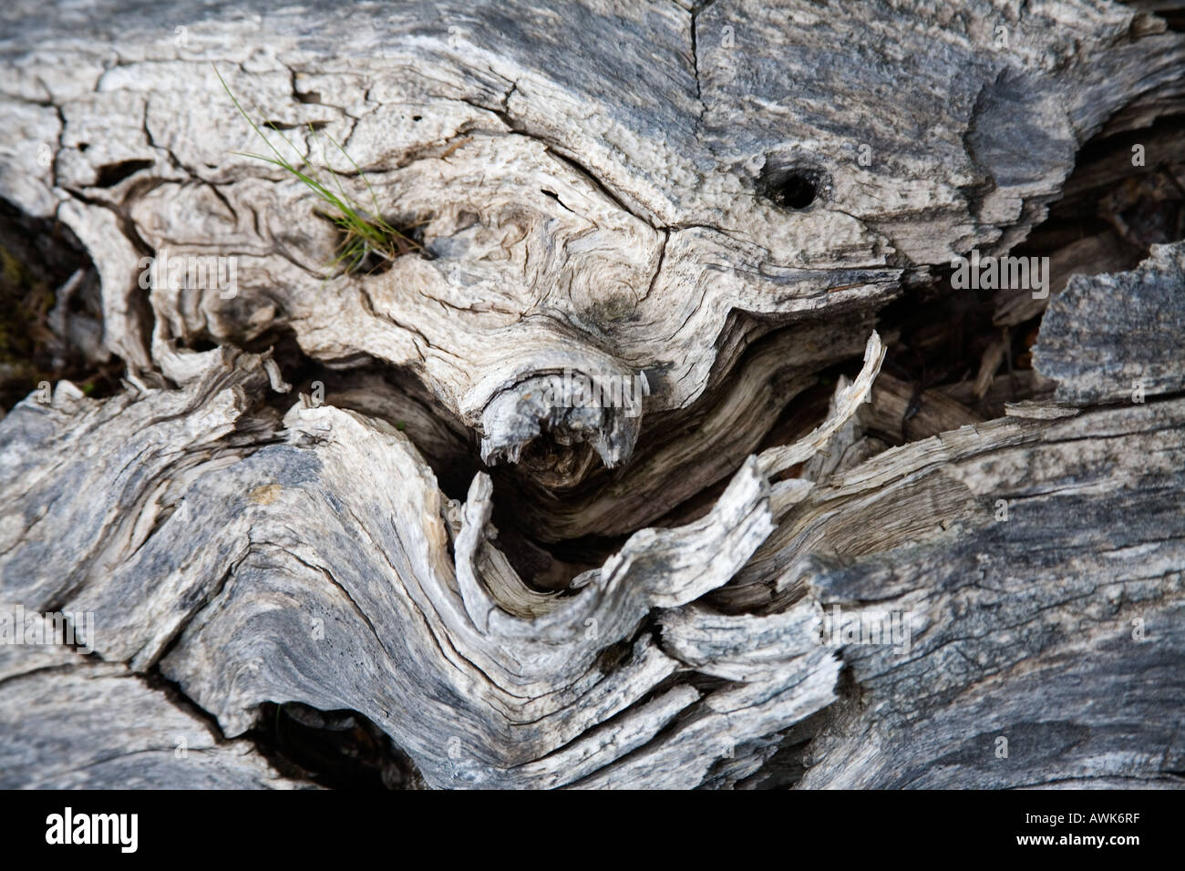 Scheletro di alberi morti sembrare strane creature sulla Table Mountain Alberta Canada Foto Stock