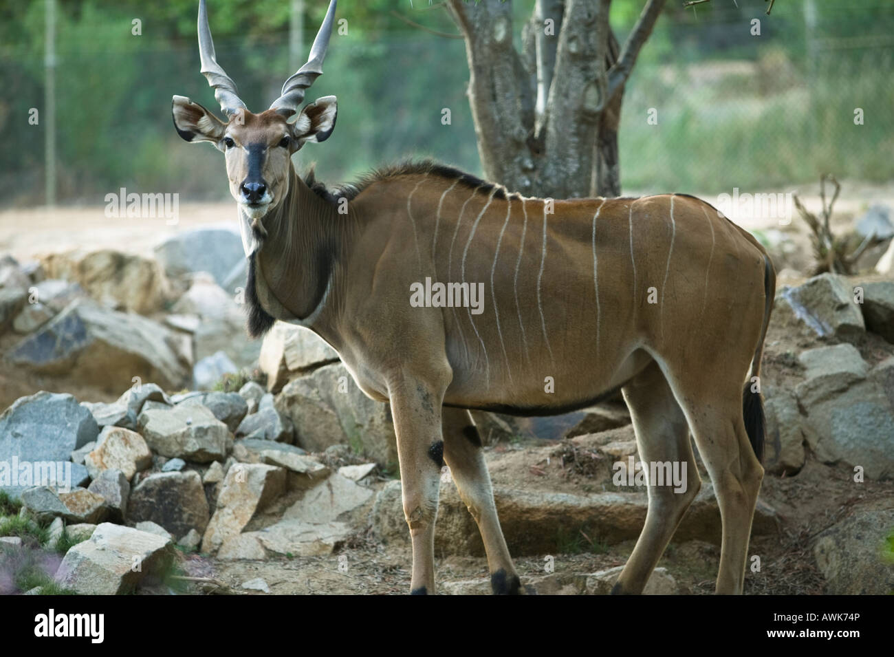 Il Gigante orientale Eland San Diego Wild Animal Park, Escondido, CALIFORNIA, STATI UNITI D'AMERICA Foto Stock