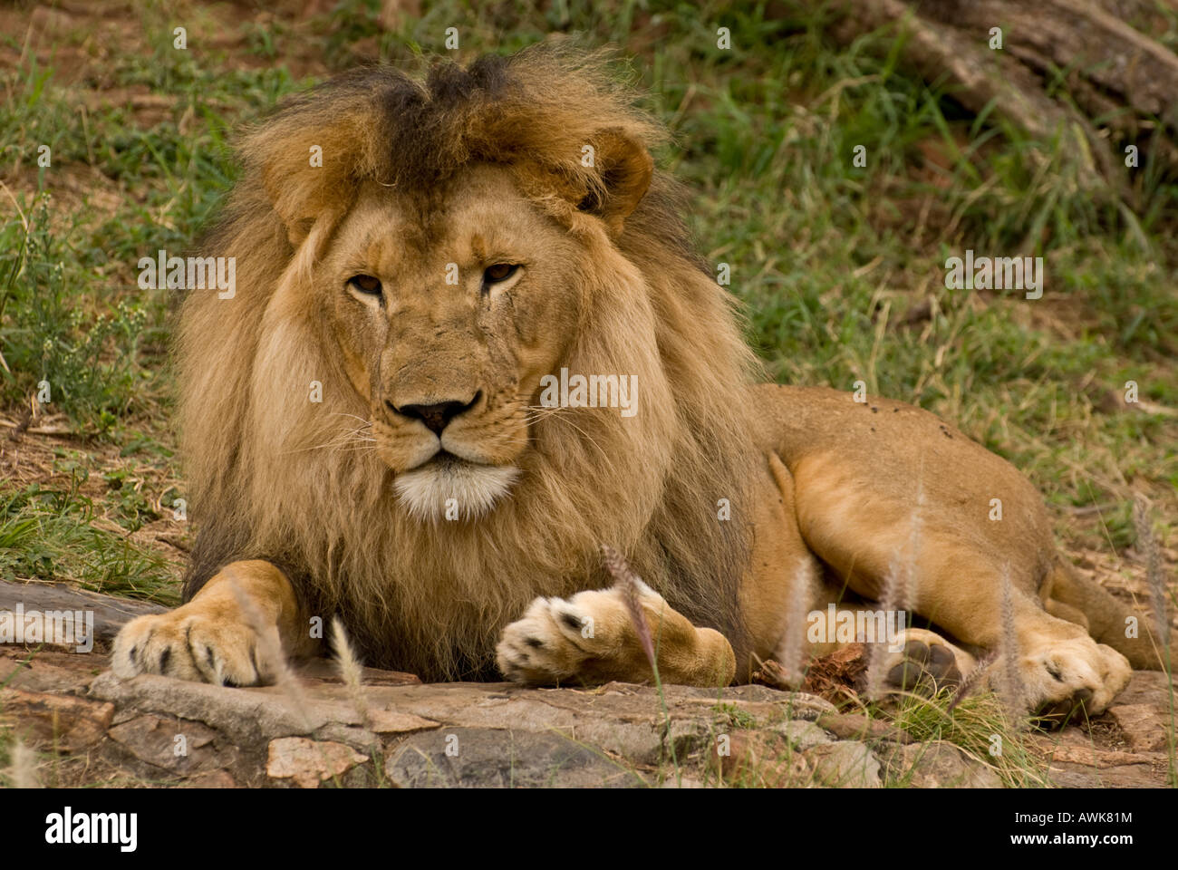 Captive lion sotto agli alberi Foto Stock